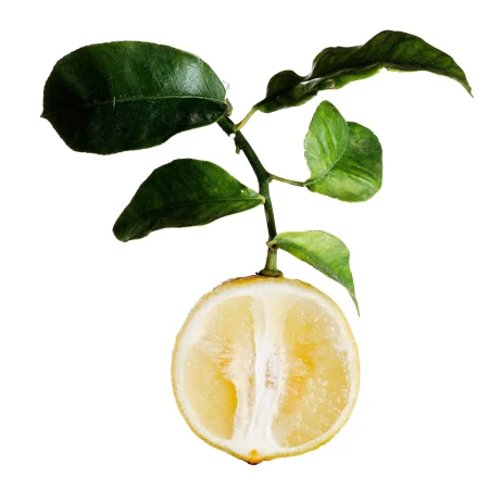 عکس برگاموت یا ترنج