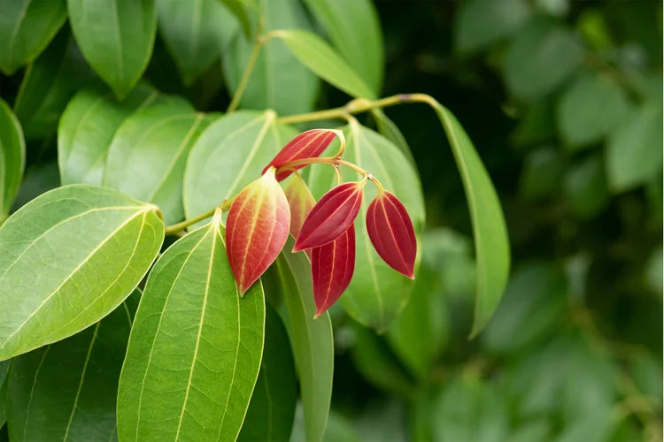 درخچه دارچین