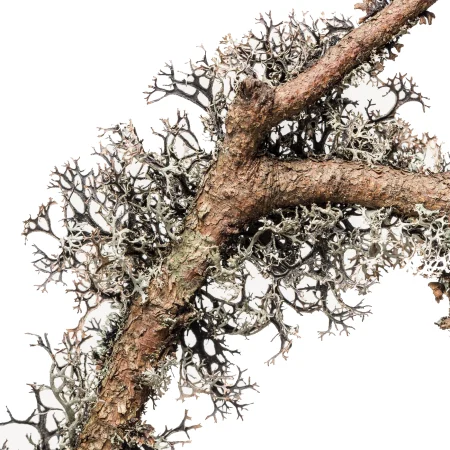 خزه درخت یلوط