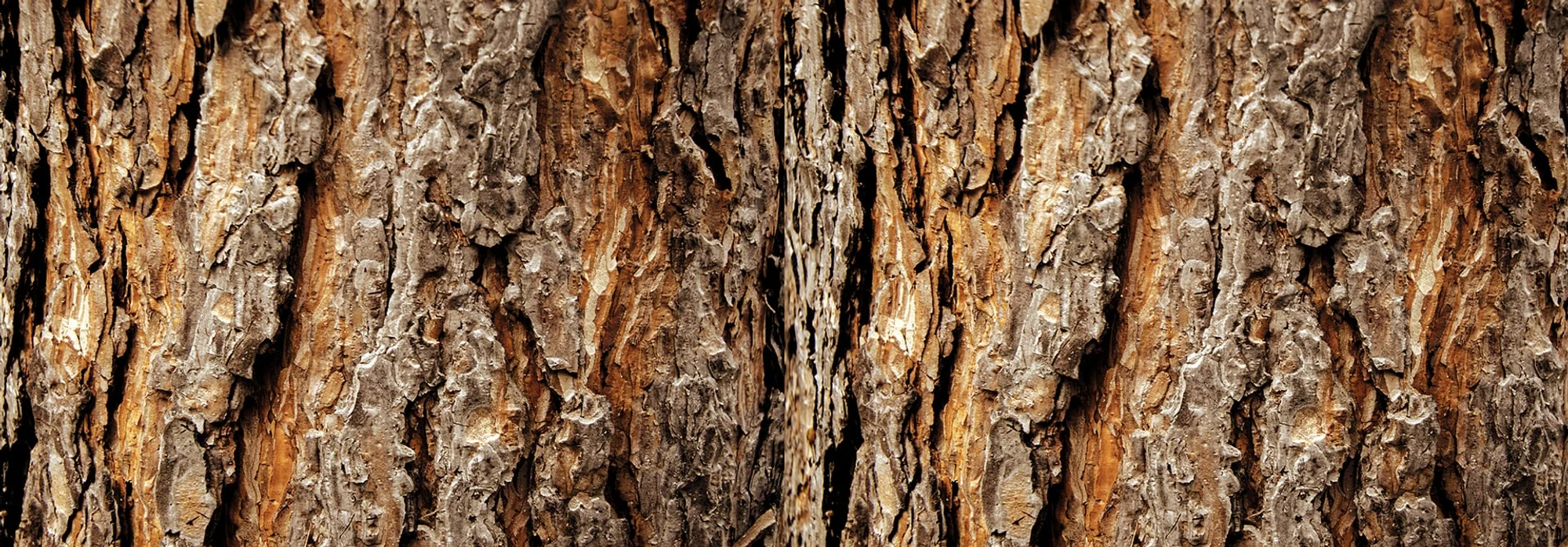 عکس چوب سدر