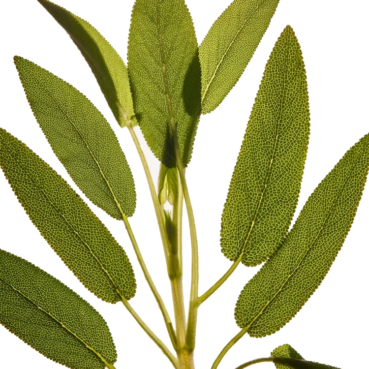 گیاه مریم گلی