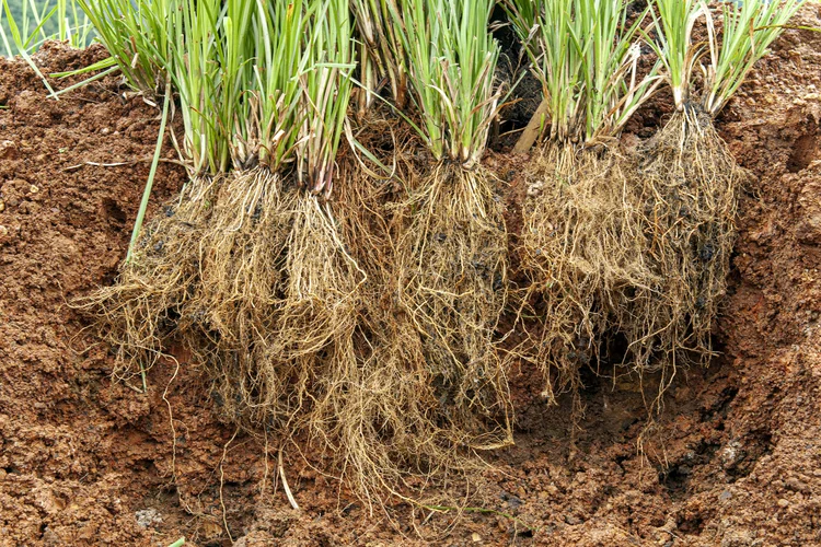 ریشه گیاه وتیور